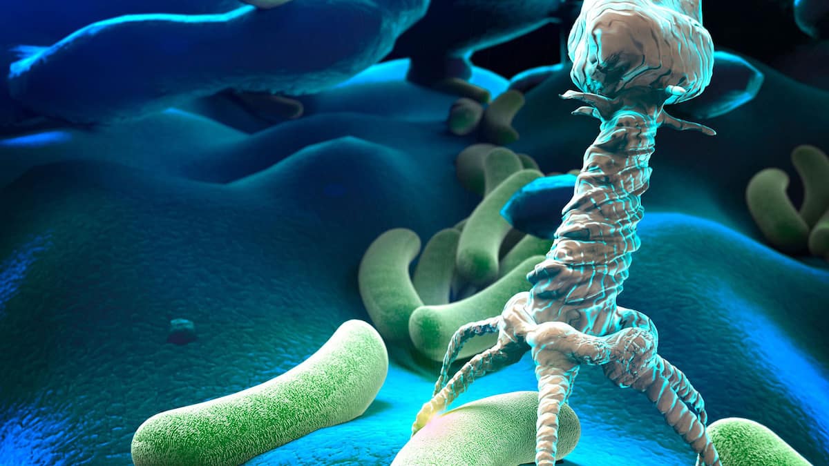 Phage therapy: viruses to fight against antibiotic resistance?