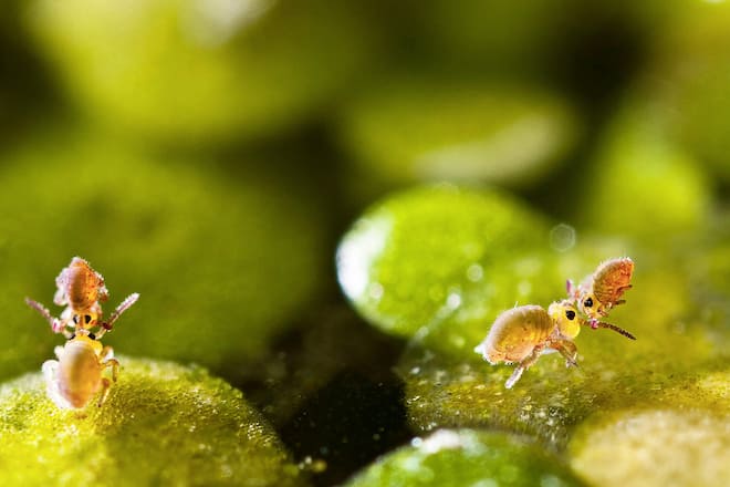 Collemboles petits génies des sols Illustré