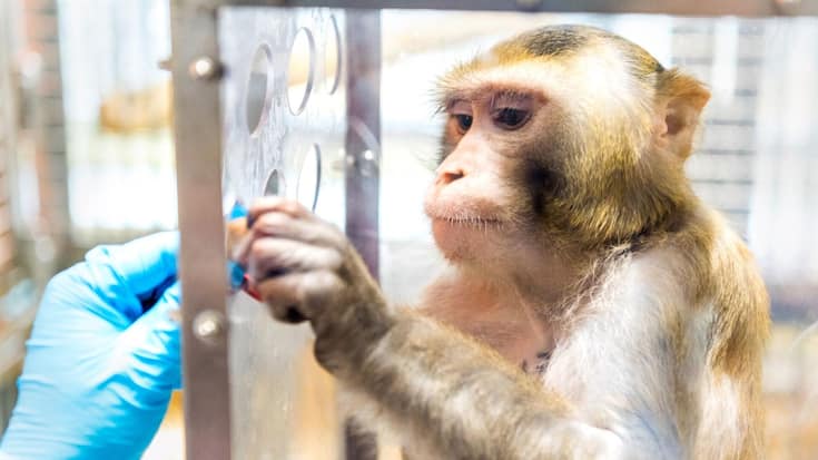 Animaux de laboratoire