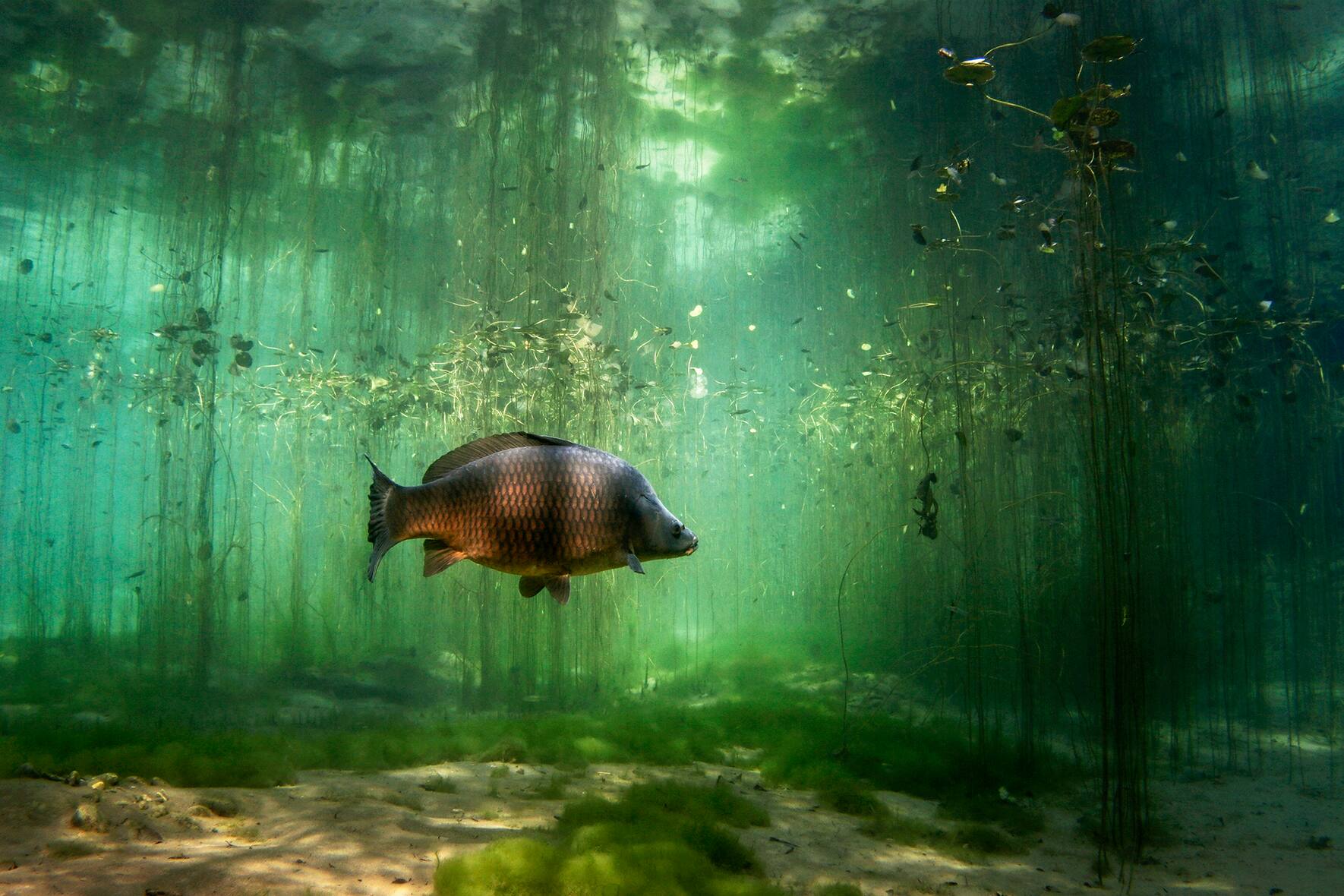 Aquarium Équipé Marin Archives ⋆ Subaquatique