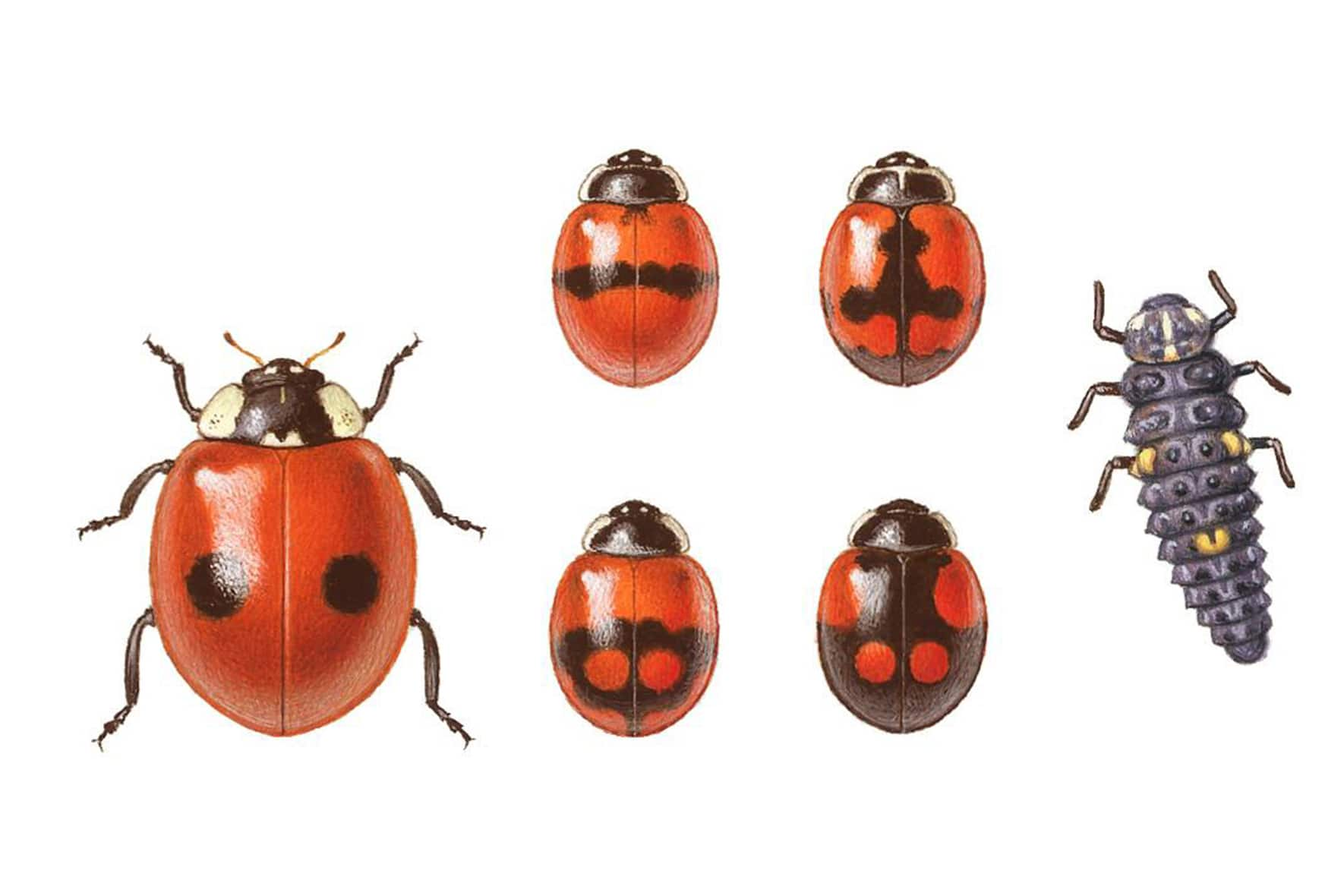 Les coccinelles ces insectes tant utiles nos jardins Illustr