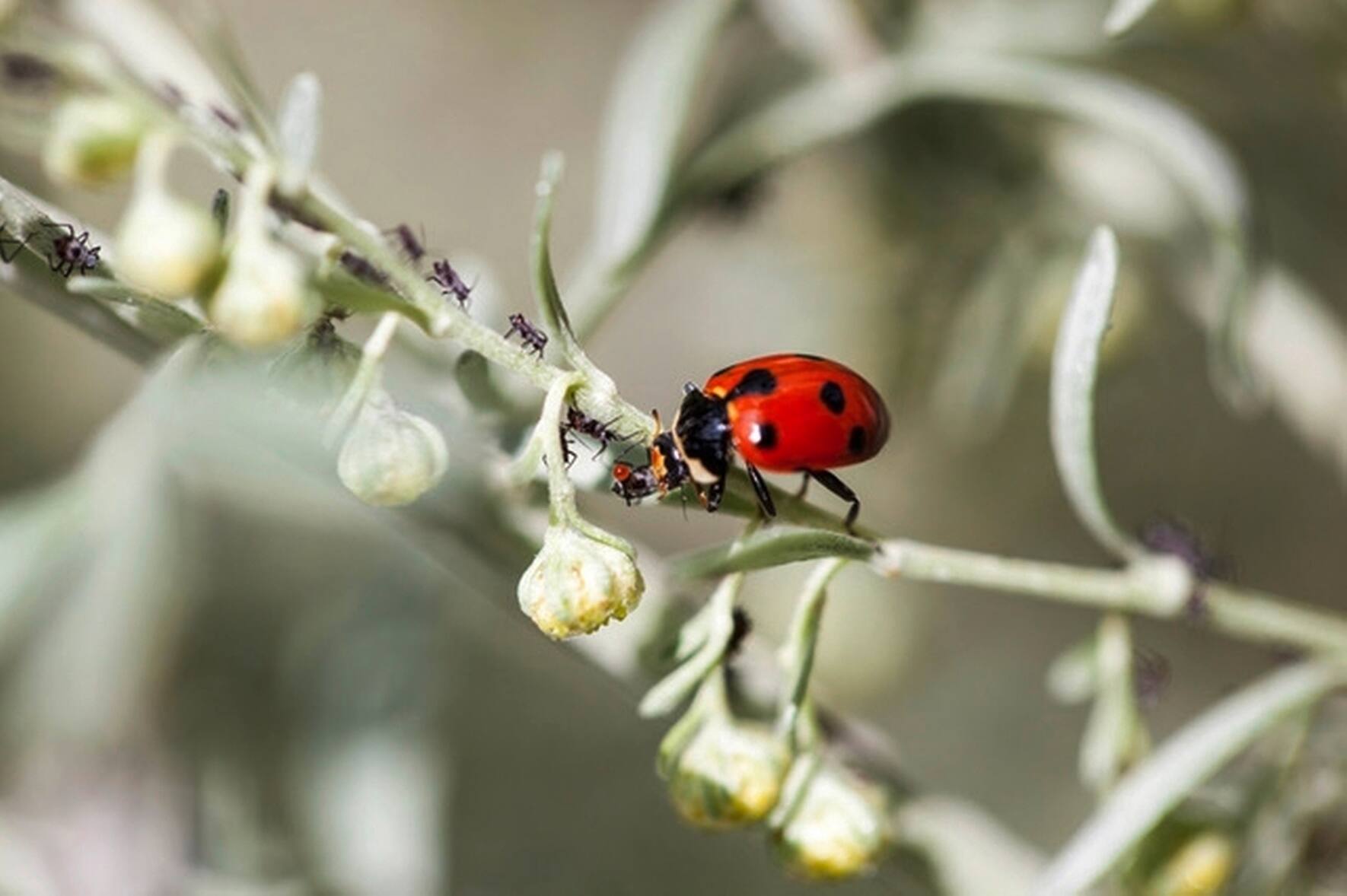 Les coccinelles ces insectes tant utiles nos jardins Illustr