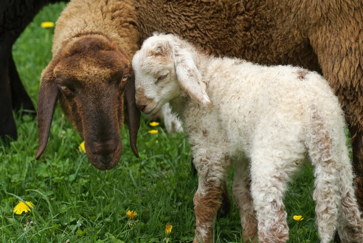 Bergerie de Chandossel à Villarepos