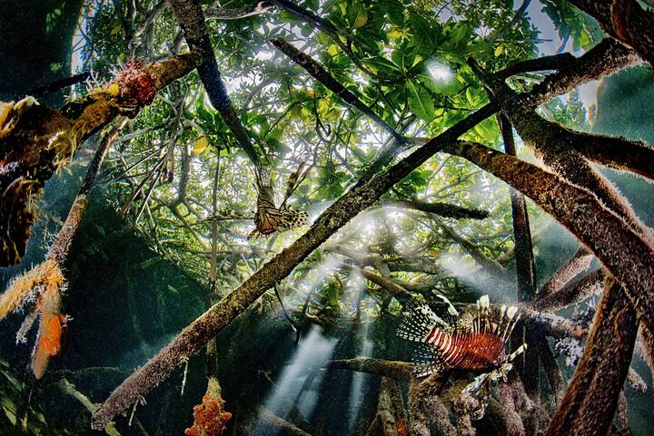 Mangrove